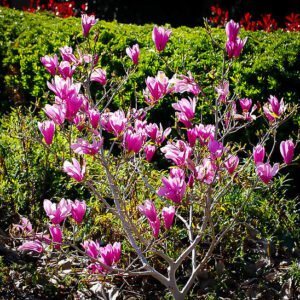 Magnolija 'RANDY'