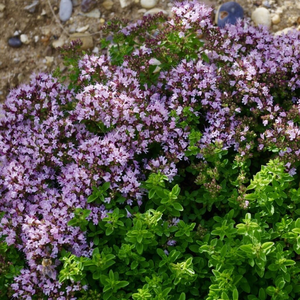 Paprastasis raudonėlis ‘Compactum’