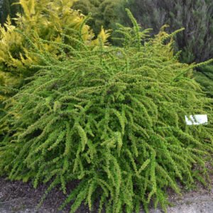 Raugeriškis tunbergo 'Green Carpet'