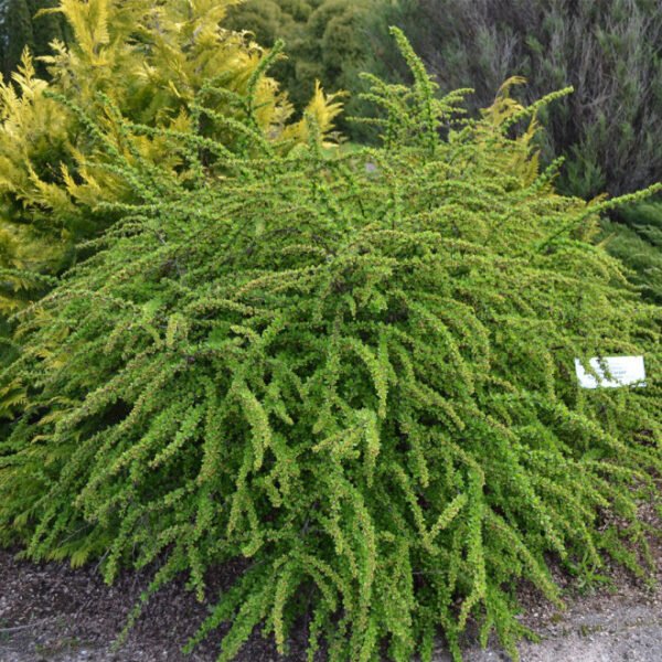 Raugeriškis tunbergo 'Green Carpet'
