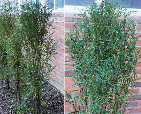 Šaltekšnis paprastasis ‘Asplenifolia’
