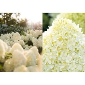 Hortenzija šluotelinė “Living Cotton cream”