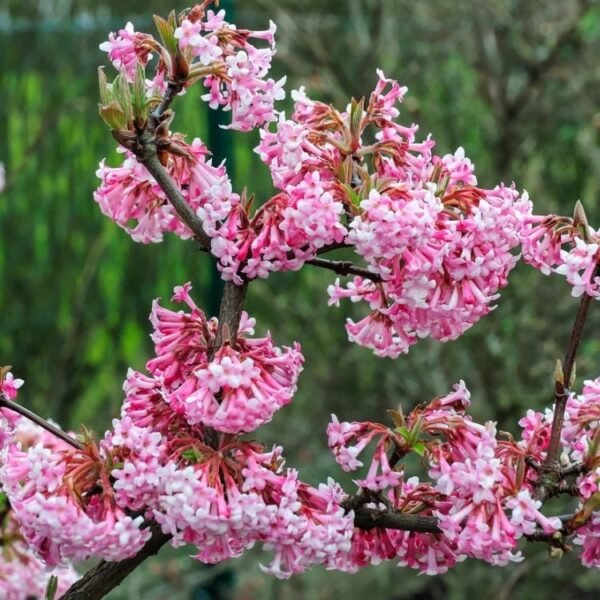 Putinas 'Charles Lamont'
