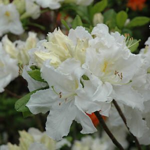 Azalija 'Oxydol' - Image 3