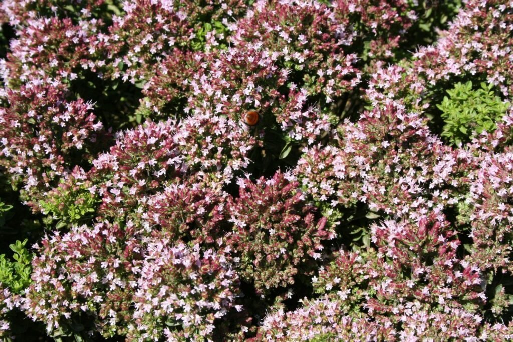 Paprastasis raudonėlis ‘Compactum’