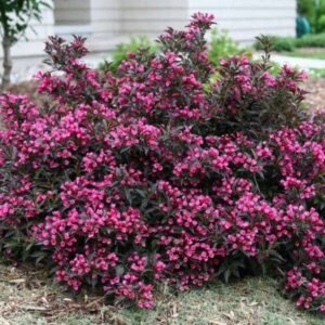 Veigelė gražiažiedė 'Victoria' - Image 3