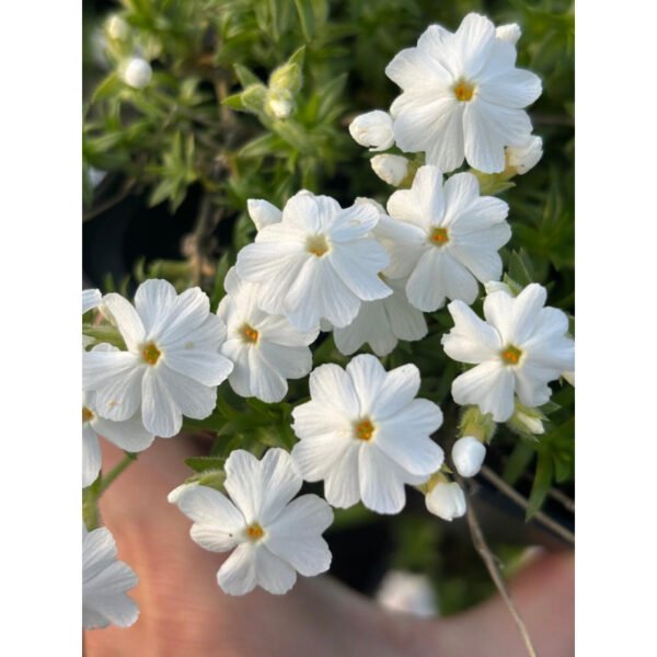 Ylalapis flioksas 'Maischnee' - Image 2