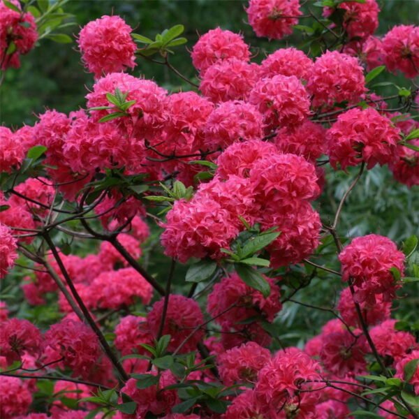 Azalija 'Homebush'