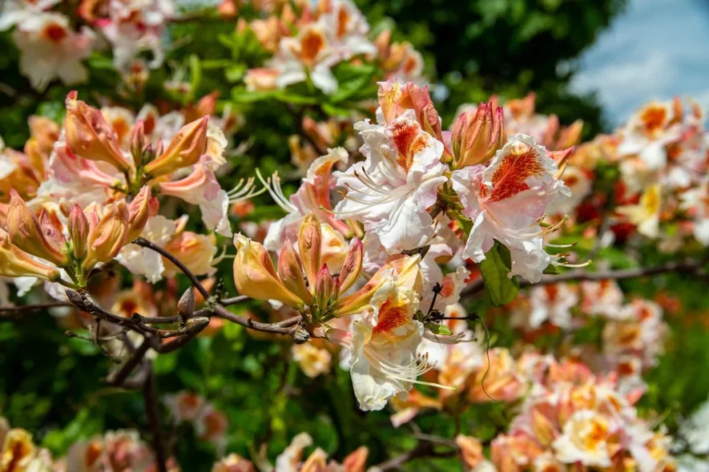 Azalija 'Jock Brydon'