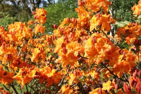 Azalija 'Klondyke'