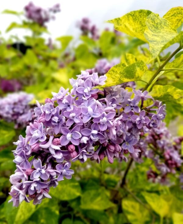 Alyva paprastoji 'Aucubaefolia'
