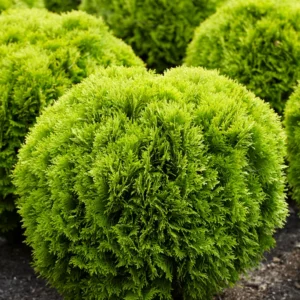 Vakarinė tuja ‘Mirjam’