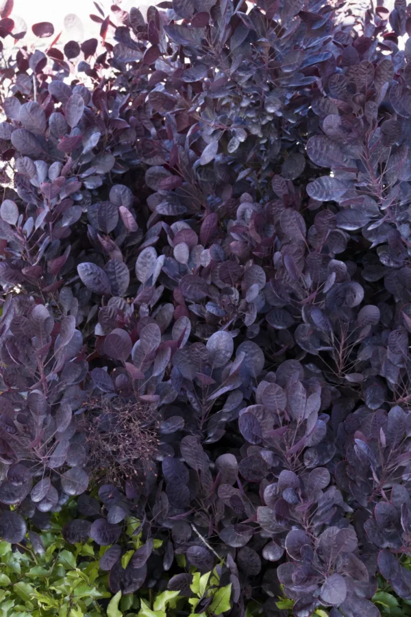 Pūkenis europinis 'Lilla'