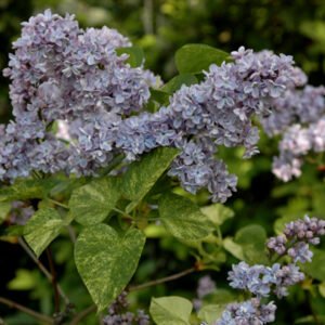 Alyva paprastoji 'Aucubaefolia' - Image 2