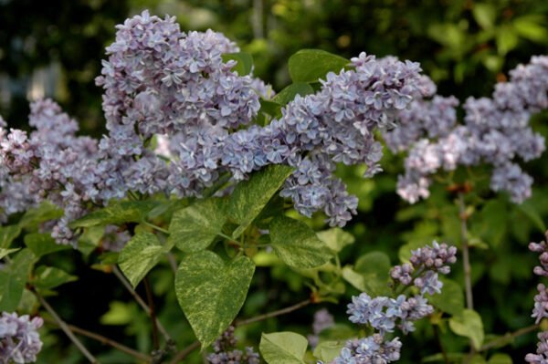 Alyva paprastoji 'Aucubaefolia' - Image 2