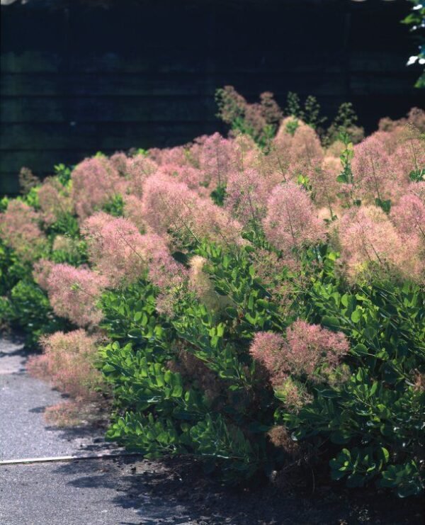 Pūkenis europinis 'Young Lady'