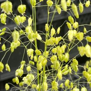 Kiškio ašarėlės 'Golden Bee' - Image 3