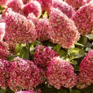 Hortenzija 'Living Pinky Promise' - Image 2