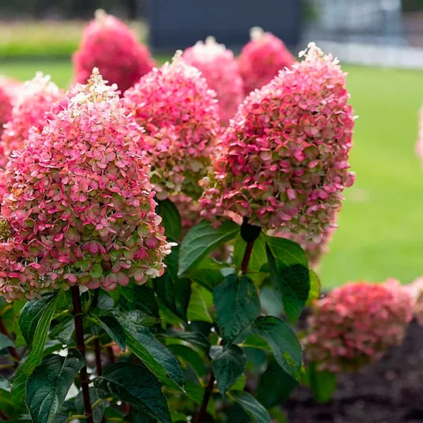 Hortenzija 'Living Pinky Promise'