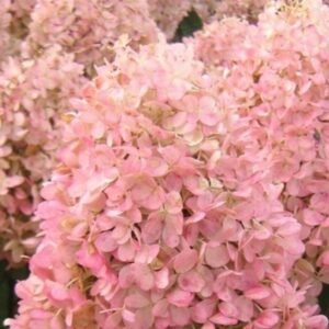 Hortenzija 'Magical Sweet Summer' - Image 2
