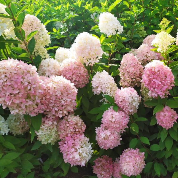Hortenzija 'Magical Sweet Summer'
