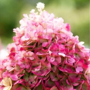 Hortenzija 'Living Pinky Promise' - Image 3
