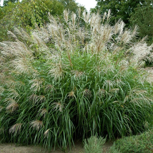 Miskantas 'Silberfeder'