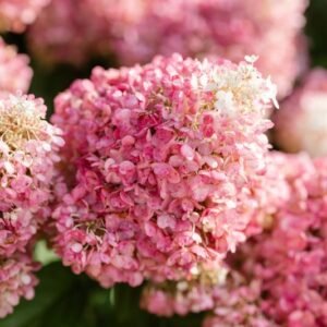 Hortenzija 'Living Pinky Promise' - Image 4