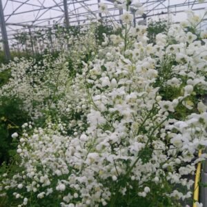 Vingiris sparnuotasis 'Splendide White' - Image 3