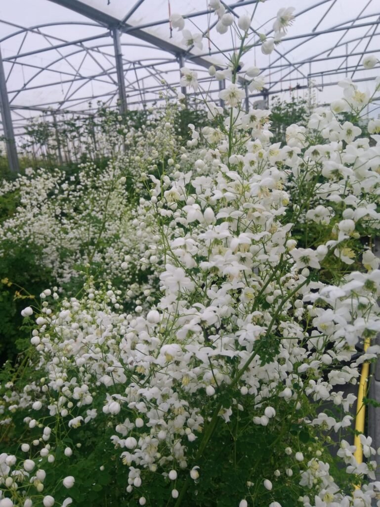 Vingiris sparnuotasis 'Splendide White'