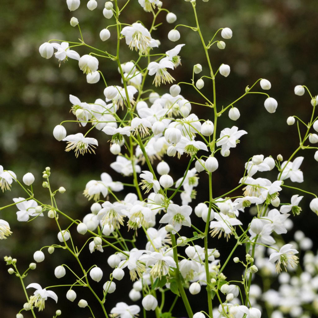 Vingiris sparnuotasis 'Splendide White'