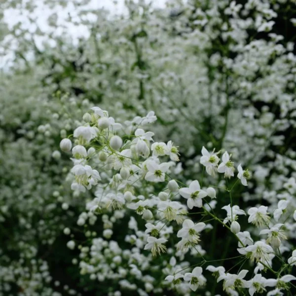 Vingiris sparnuotasis 'Splendide White'