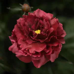 Bijūnas 'Black Beauty' - Image 2
