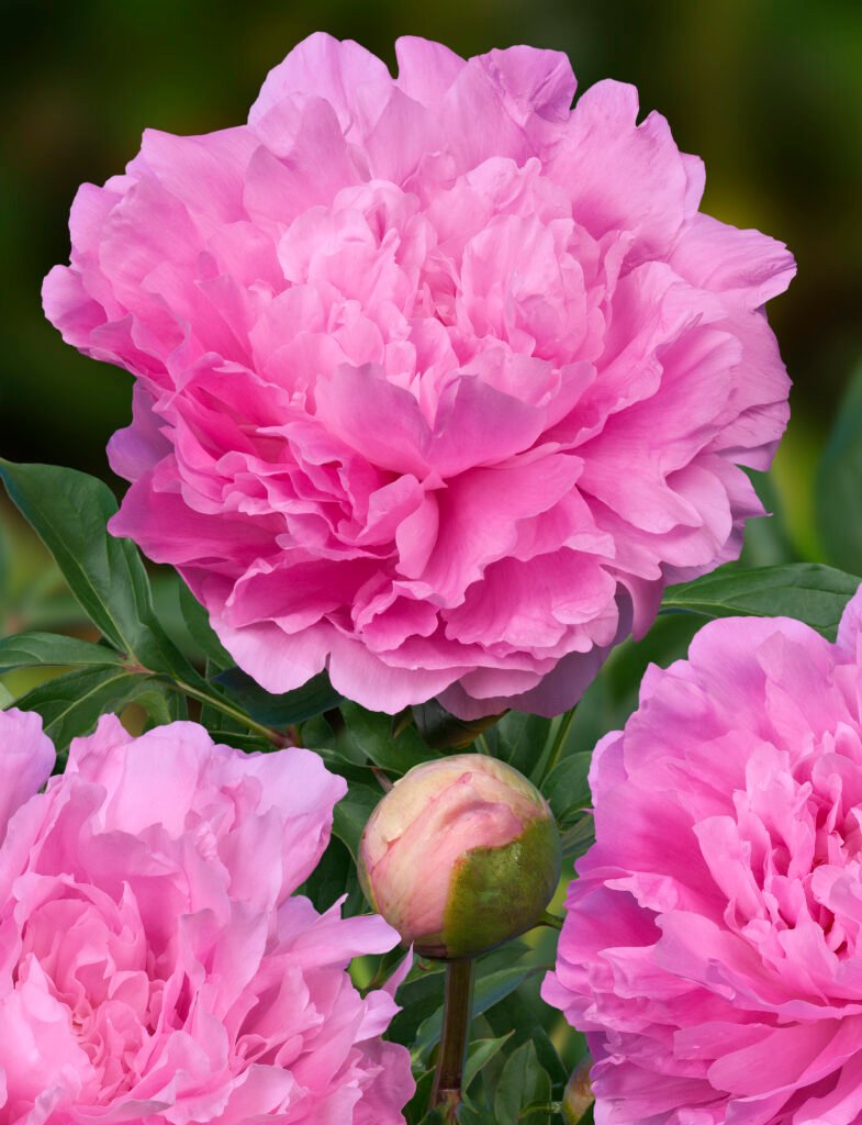 Bijūnas 'Dinner Plate'