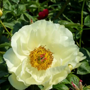 Bijūnas 'Lemon Chiffon' - Image 2