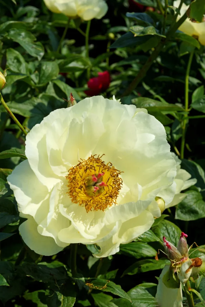 Bijūnas 'Lemon Chiffon'