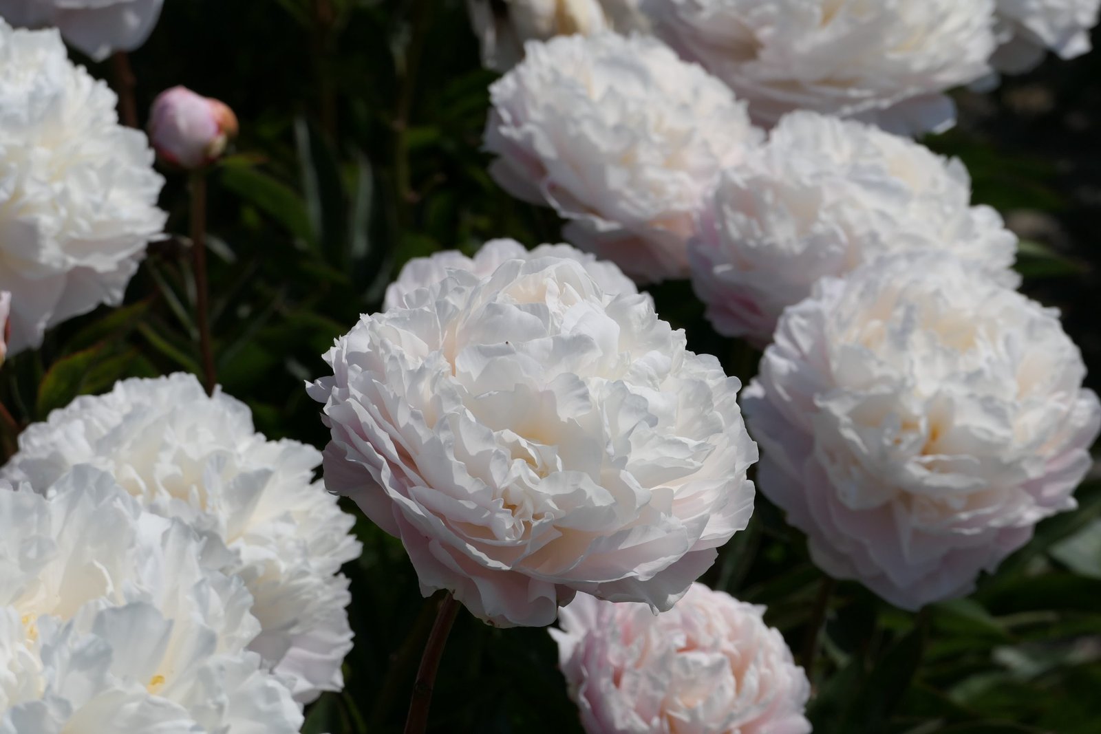 Bijūnas 'Princess Bride' - Image 2