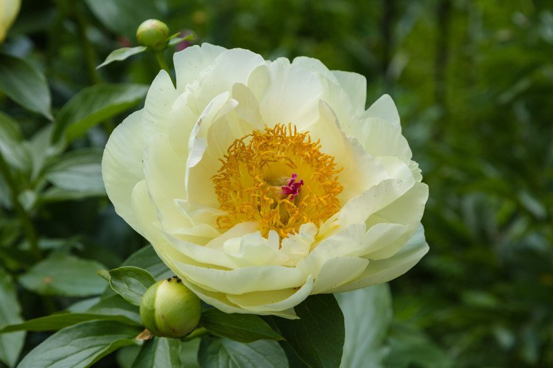 Bijūnas 'Lemon Chiffon'