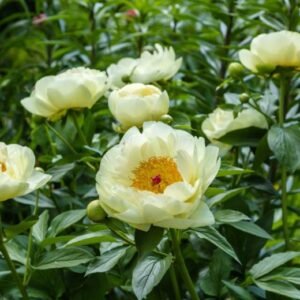 Bijūnas 'Lemon Chiffon' - Image 3