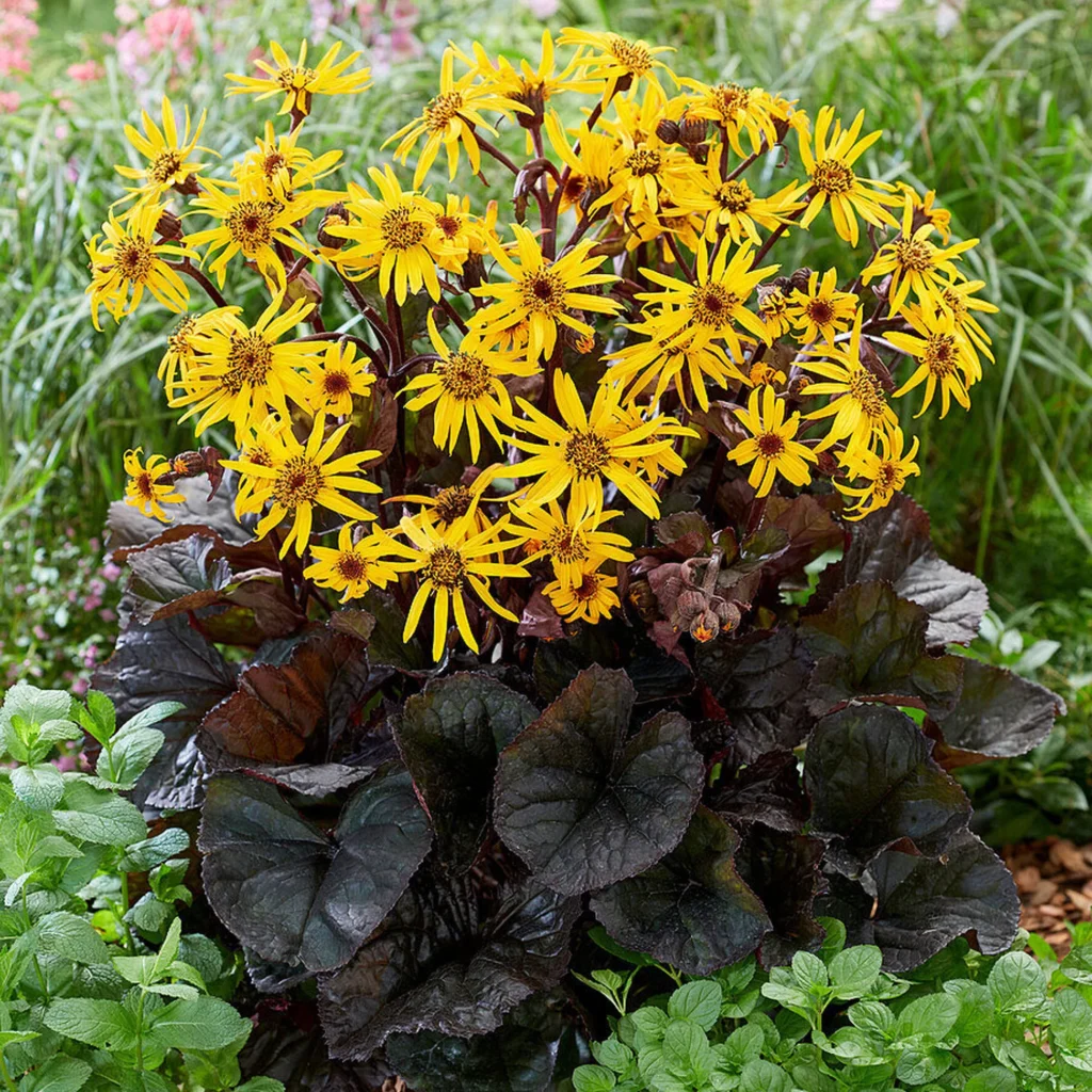 Gaurė dantytoji 'Britt Marie Crawford'