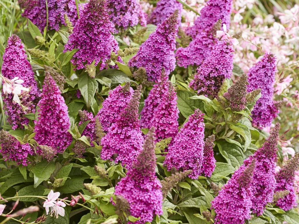 Budlėja Butterfly Candy ‘Little Cerise’