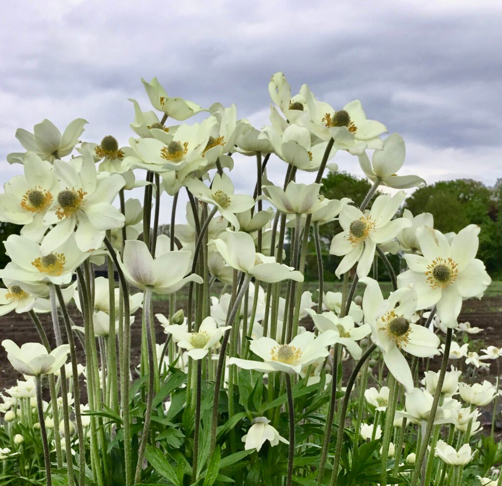 Plukė 'Spring Beauty White'