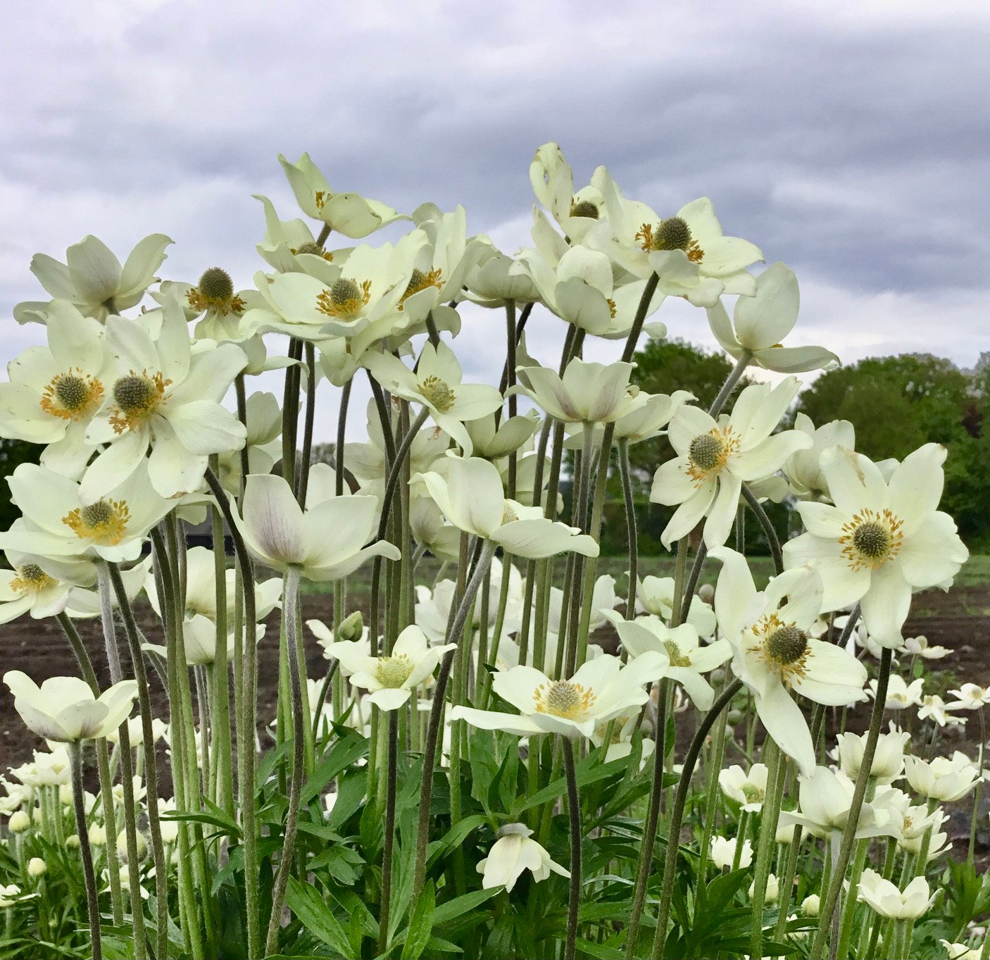 Plukė 'Spring Beauty White' - Image 1