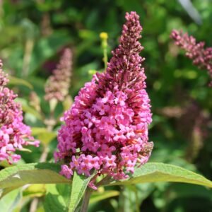 Budleja BUTTERFLY CANDY Little Pink - Image 1