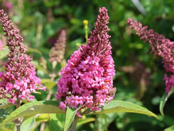 Budleja BUTTERFLY CANDY Little Pink