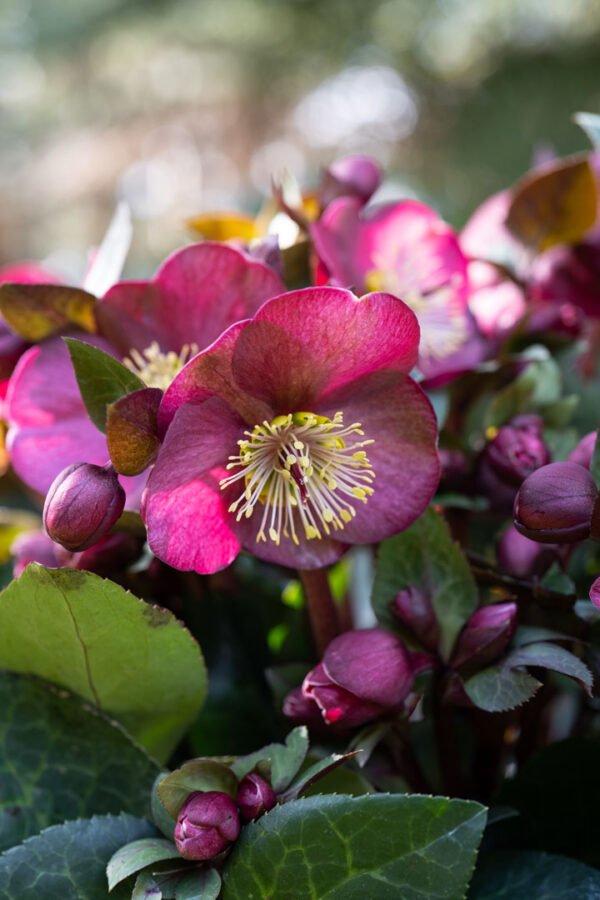 Eleboras ,Frostkiss Vibey Velvet'