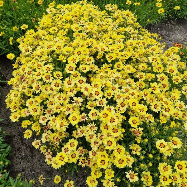 Gludas 'Solar Moon'