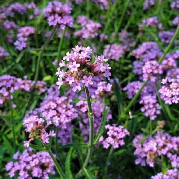 Verbena 'Lollipop'