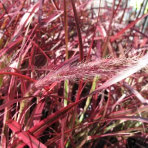 Šeriuotoji soruolė 'Fireworks' - Image 3