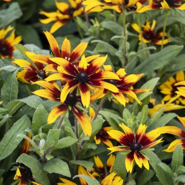 Rudebekija 'Blazing Fire'